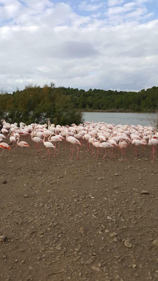 Appartement Le Flamant Rose ポール・ラ・ヌーヴェル エクステリア 写真
